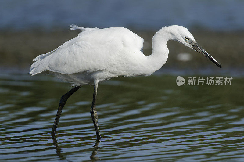 小白鹭(Egretta garzetta)